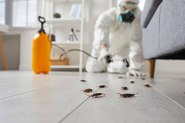 Post-Treatment Bed Bug Interceptor Monitoring in Harrisville
